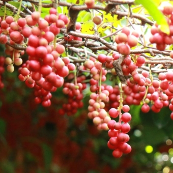 Schisandra: The Five-Flavor Berry for Balance and Vitality